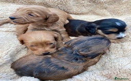 Cockapoo dogs for sale: F1 Cockapoo Puppies  - Image 11