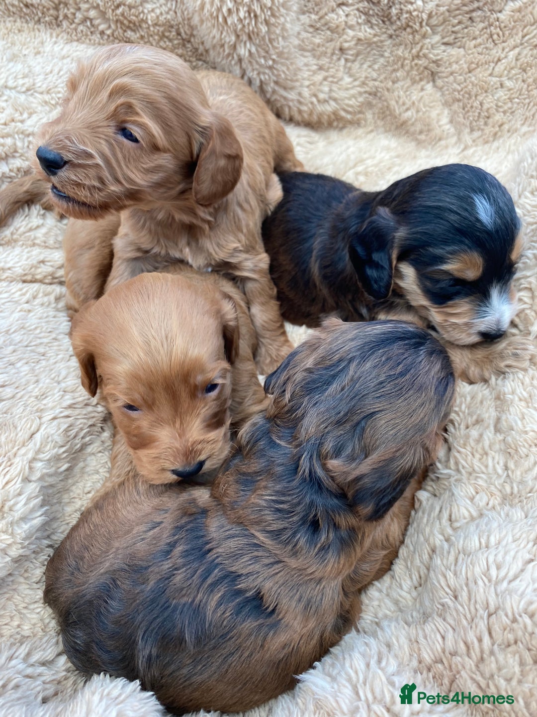 Cockapoo dogs for sale: F1 Cockapoo Puppies  - Image 11