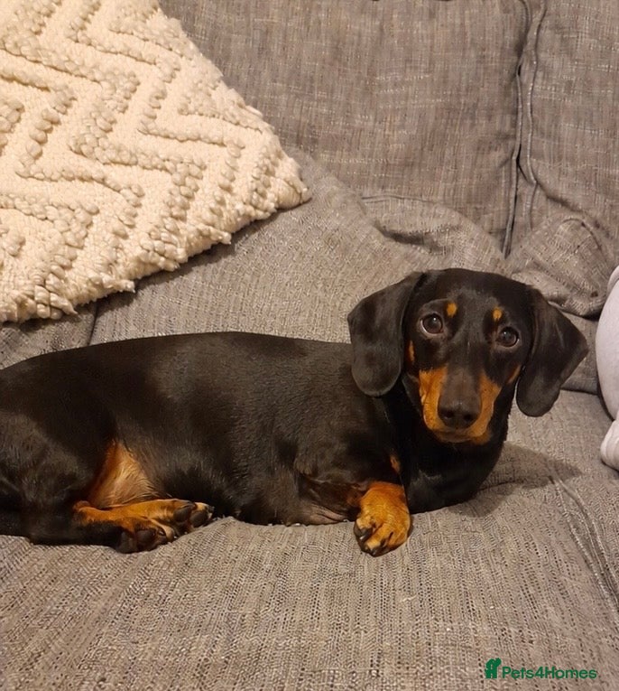 Miniature Dachshund dogs for sale: Miniature Dachshund puppies (smooth haired)  in Cheltenham - Advert 7