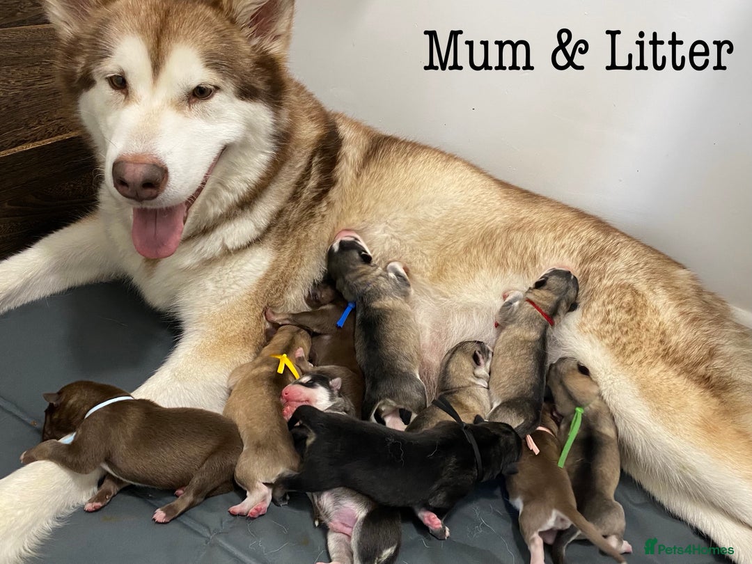 Mixed Breed dogs for sale: Malamute x Alaskan Shepherd Litter - Image 2