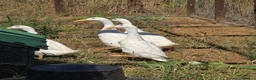 Ducks poultry for sale: White Indian Runner ducks - Advert 2