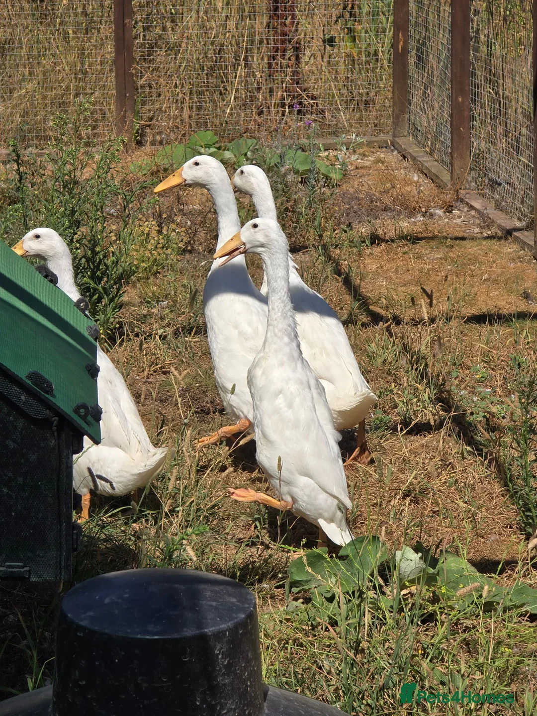Ducks poultry for sale: White Indian Runner ducks - Advert 2