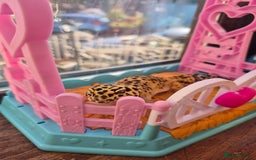 Leopard Gecko reptiles for sale: Kevin the leopard gecko - Image 9