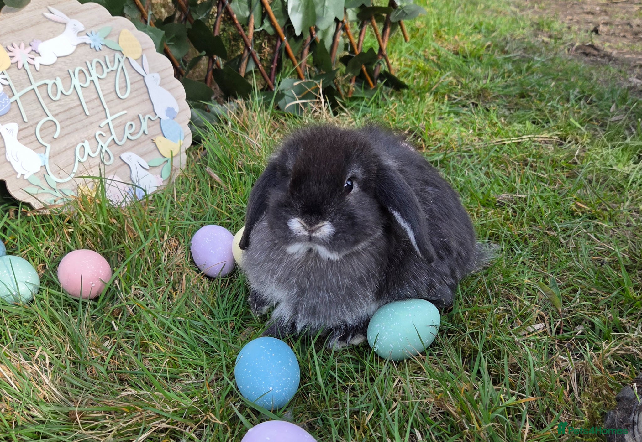 Mini Lop rabbits PURE MINI LOP BUNNIES 1 GIRL LEFT - Advert 12