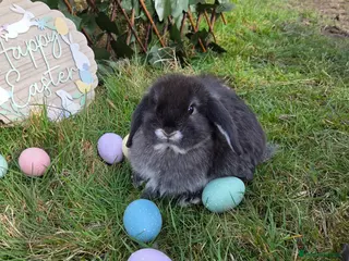 Mini Lop rabbits PURE MINI LOP BUNNIES 1 GIRL LEFT - Advert 12