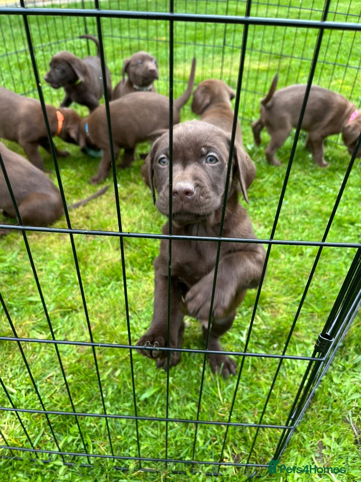 Labrador Retriever dogs 8 Pedigree Game-Breed Chocolate Labrador Puppies - Advert 15
