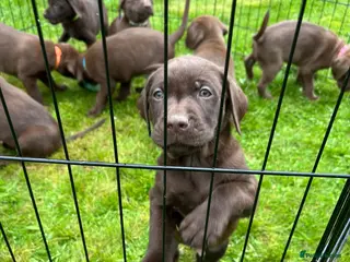 Labrador Retriever dogs 8 Pedigree Game-Breed Chocolate Labrador Puppies - Advert 15