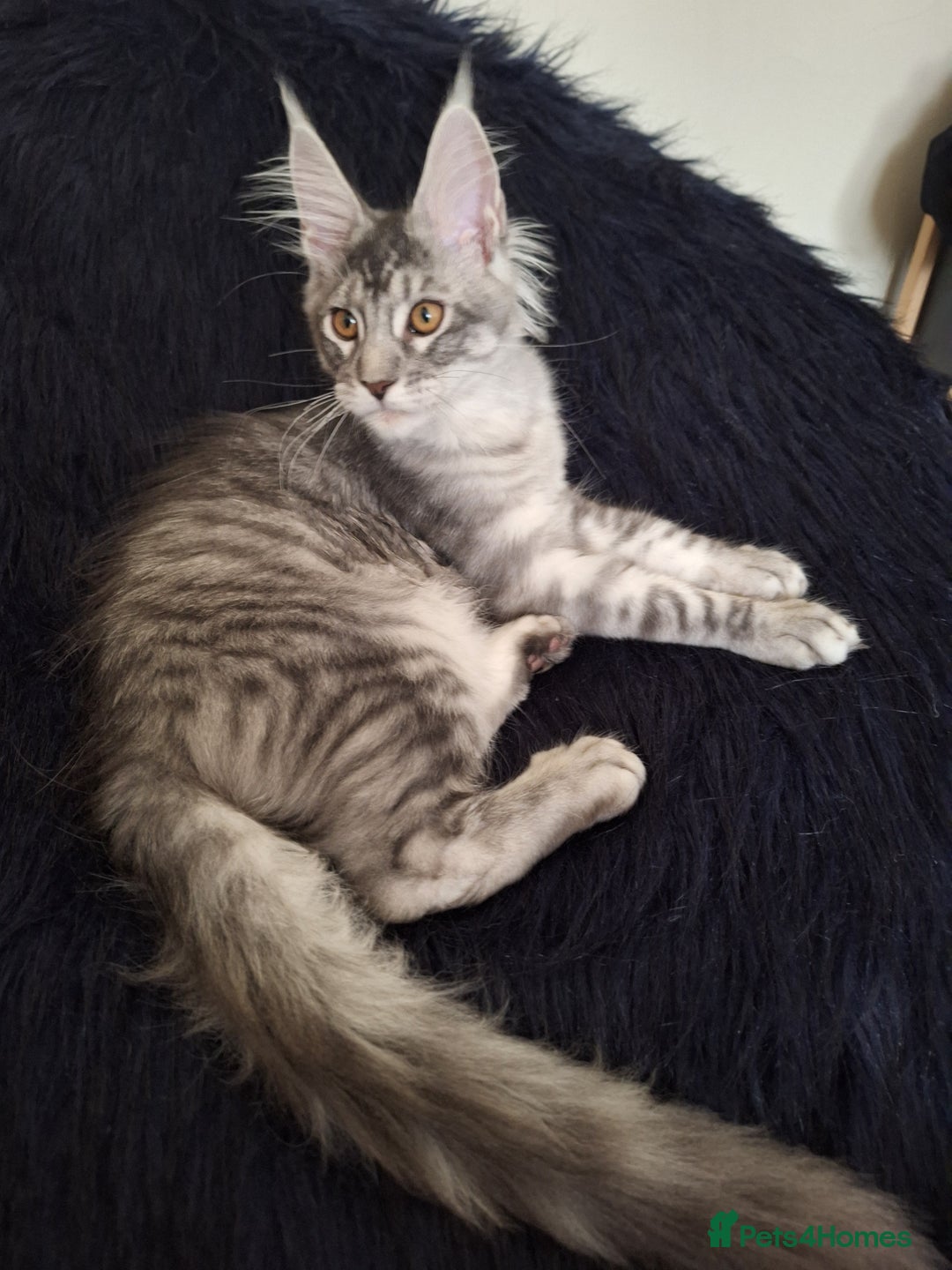 Maine Coon cats for sale: Lintons Pride Maine Coon Kittens. Ready Now - Image 22