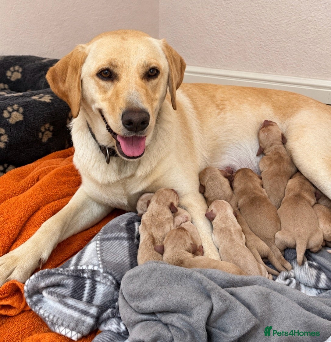 Labrador Retriever dogs Gorgeous Labrador Puppies - Advert 1