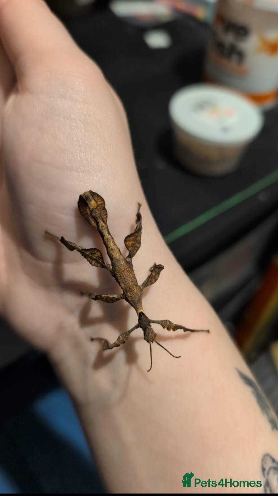 Stick Insects invertebrates Baby Macleay's Spectre Stick Insects - Advert 1