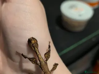 Stick Insects invertebrates Baby Macleay's Spectre Stick Insects - Advert 2