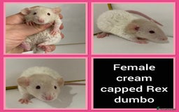 Rat rodents for sale: Adorable Dumbo Baby Rats ❤️ - Image 19