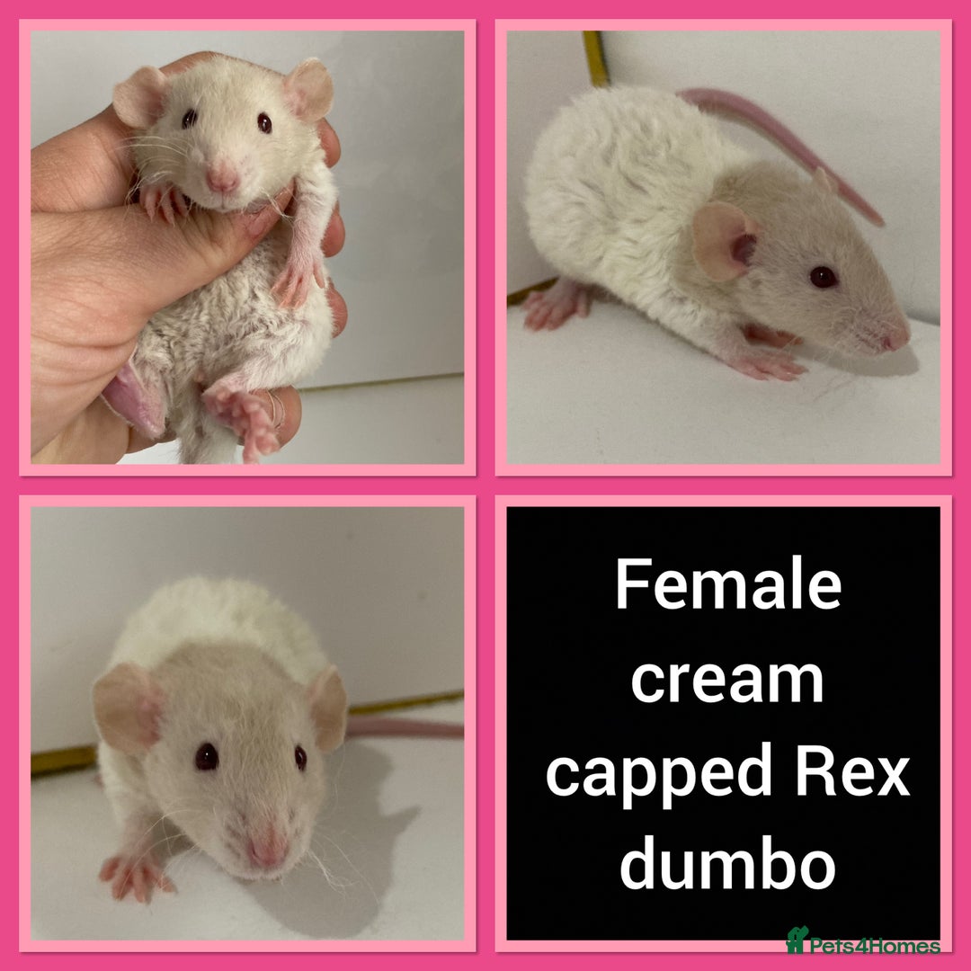 Rat rodents for sale: Adorable Dumbo Baby Rats ❤️ - Image 19