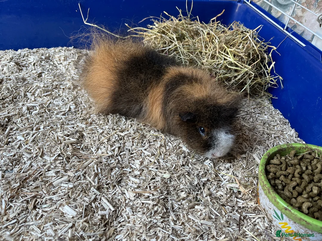 Guinea Pig rodents for sale: Pair of swiss guinea pigs sows in Cinderford - Advert 2