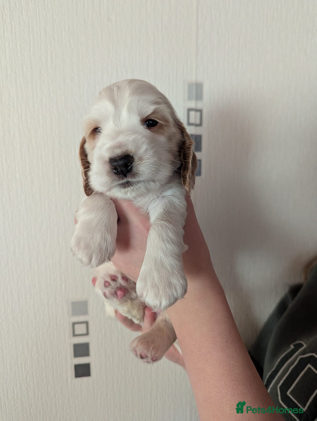 Cocker Spaniel dogs for sale: KC Reg Cocker Spaniel Puppies health checked - Advert 4