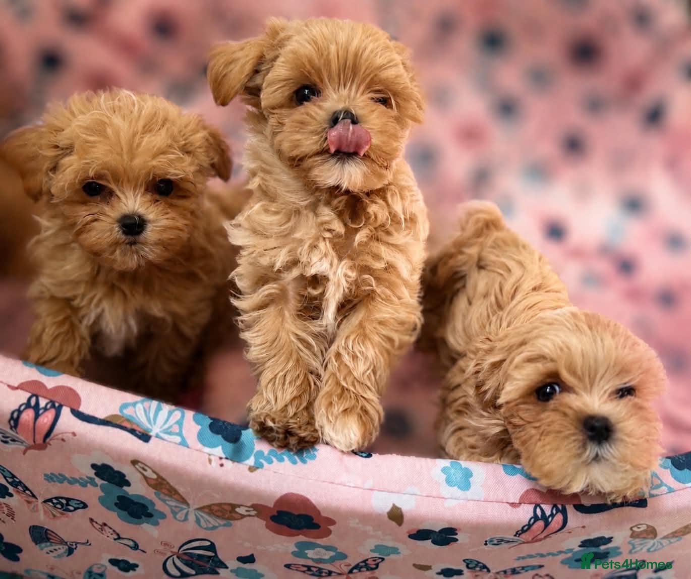 Maltipoo dogs Unique Love -Tiny Asian Maltipoo  - Advert 1