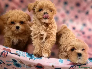 Maltipoo dogs Unique Love -Tiny Asian Maltipoo - Advert 2