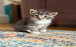 British Shorthair cats for sale: Male&Female British short hair kitten - Image 10