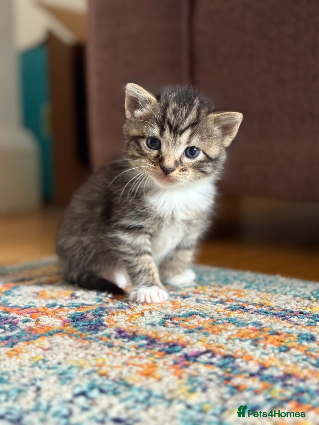 British Shorthair cats for sale: Male&Female British short hair kitten - Image 10