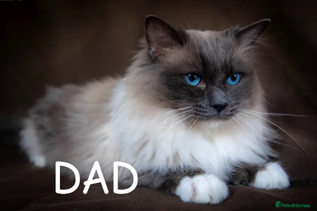 Ragdoll cats for sale: Purebred Blue Mitted Ragdoll Kittens - Image 15