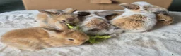 Mixed Breed rabbits for sale: Gorgeous bunnies for sale - Advert 18