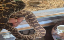 Snake reptiles for sale: Bullsnake for sale - Image 5