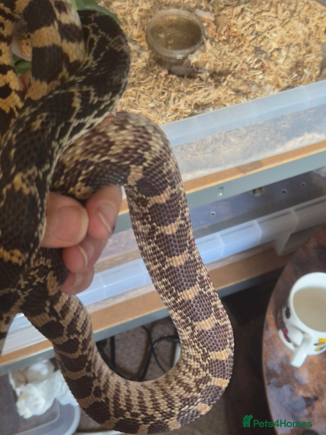 Snake reptiles for sale: Bullsnake for sale - Image 5