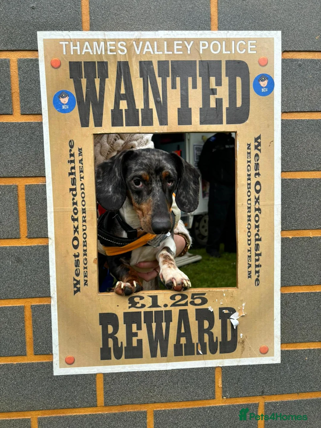 Dachshund dogs for sale: Bruno  in Banbury - Advert 5