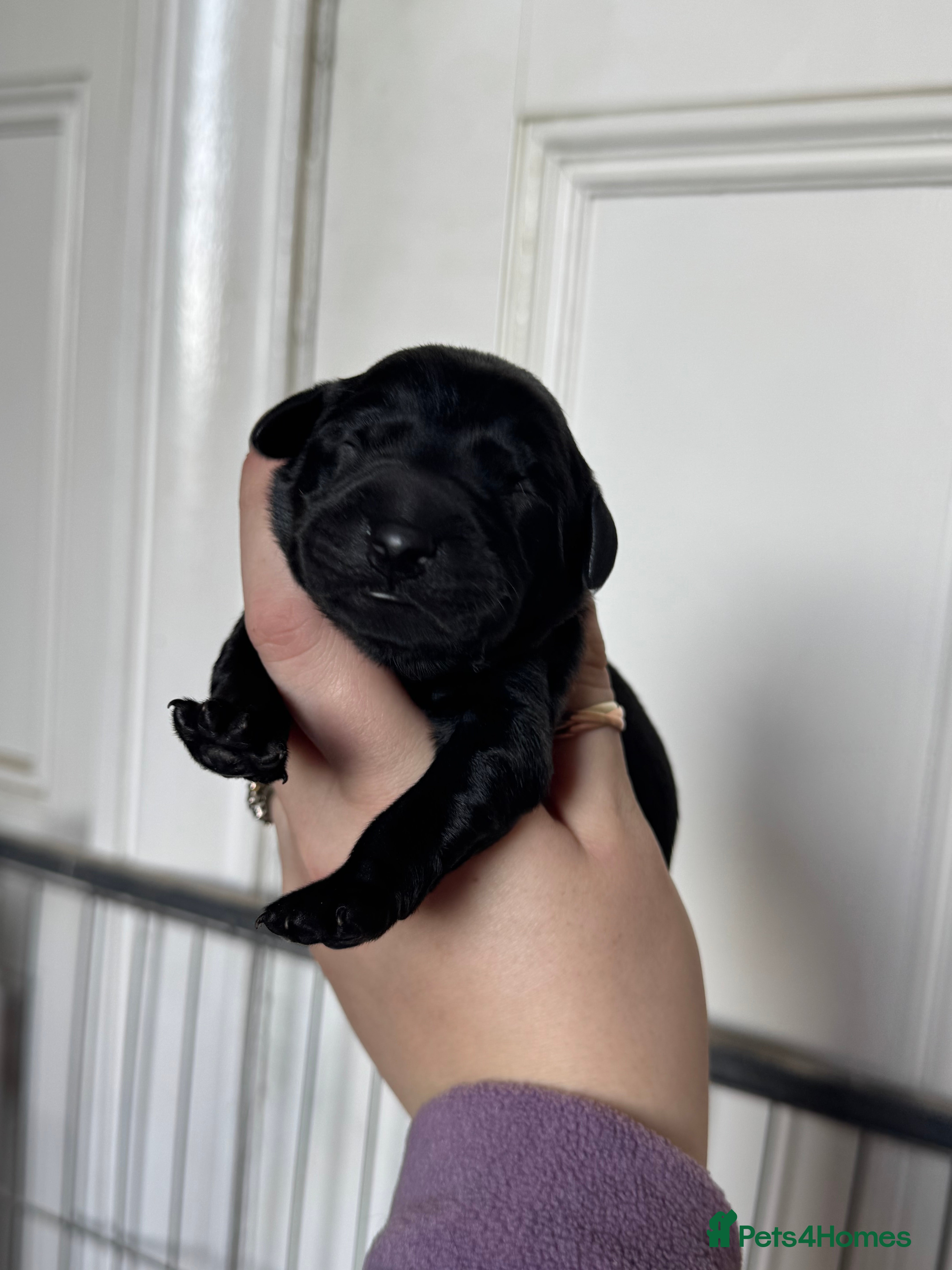 Labrador Retriever dogs Labrador pups from great working lines  - Advert 16