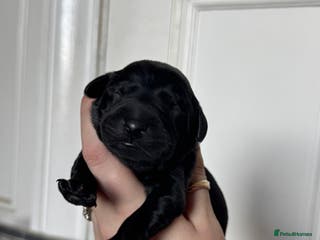 Labrador Retriever dogs Labrador pups from great working lines - Advert 12