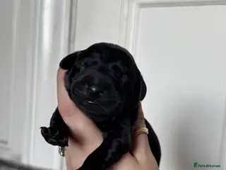 Labrador Retriever dogs Labrador pups from great working lines - Advert 14