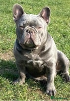French Bulldog dogs solid lilac aa french bulldog health tested in Lincoln - Advert 24