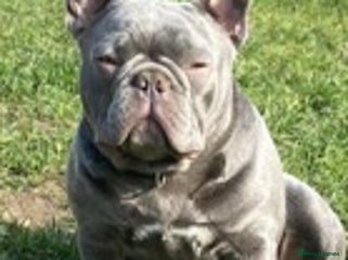 French Bulldog dogs in Lincoln - Advert 1