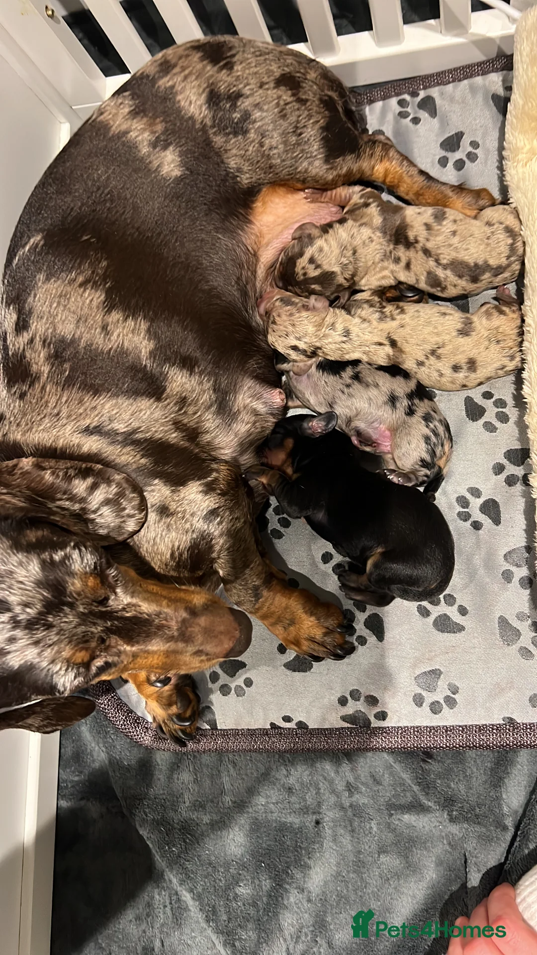 Miniature Dachshund dogs for sale: Silver Dapple & Tan Miniature Dachshund  - Advert 1