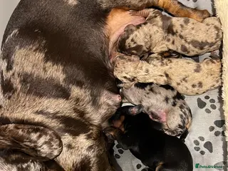 Miniature Dachshund dogs Silver Dapple & Tan Miniature Dachshund - Advert 2