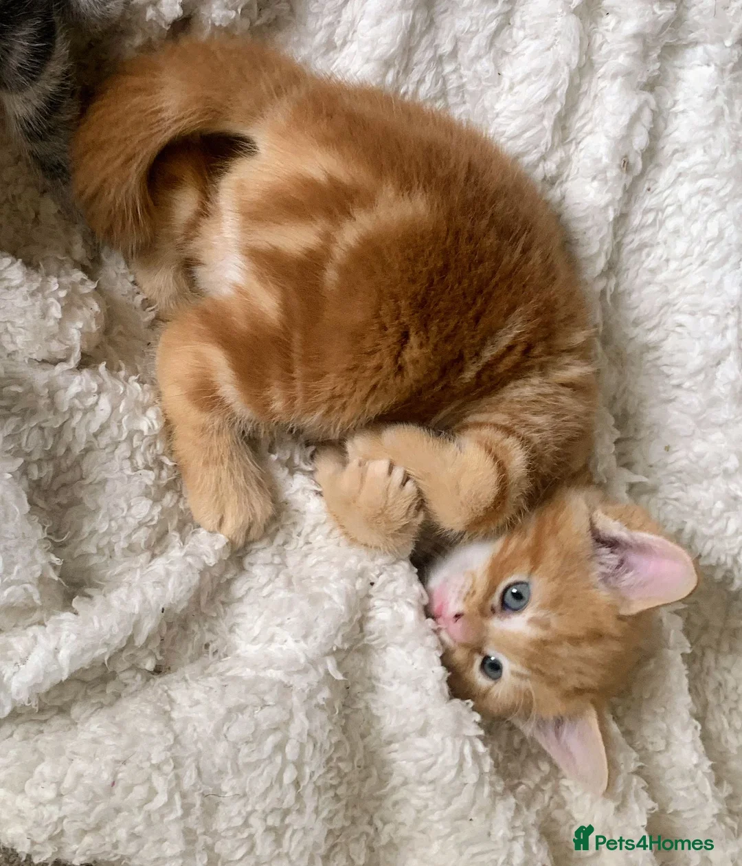 Mixed Breed cats for sale: For Sale Seven Georgeous Kittens - Advert 2