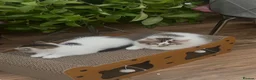 Domestic Shorthair cats for sale: 3 Playfull Fluffy kittens  - Advert 5