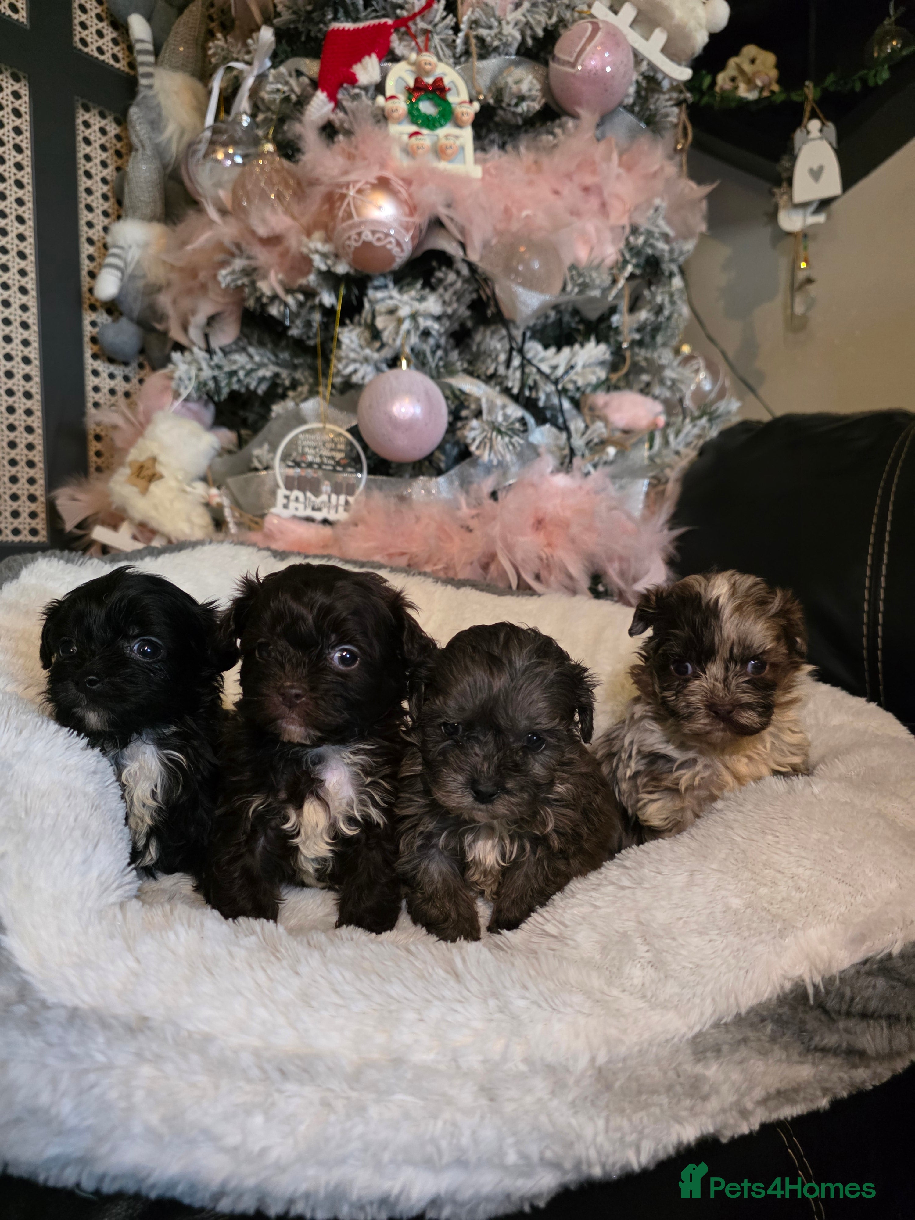 Shihpoo dogs Beautiful F1 shihpoo babies DNA clear. - Advert 7