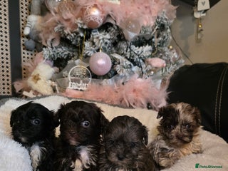 Shihpoo dogs Beautiful F1 shihpoo babies DNA clear. - Advert 7