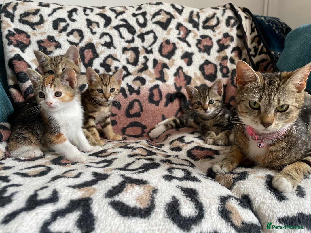 Mixed Breed cats for sale: KITTENS FOR SALE - Image 6