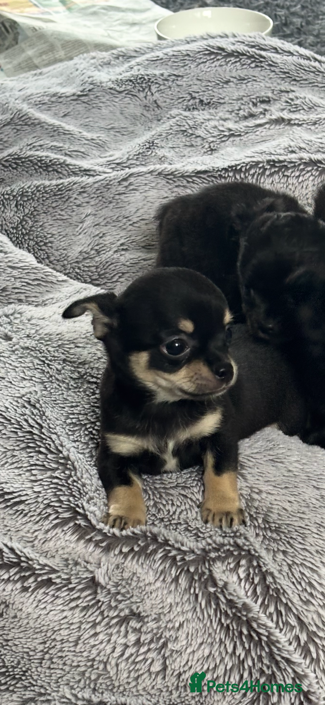 Chihuahua dogs for sale: Chihuahua puppy’s  - Image 3