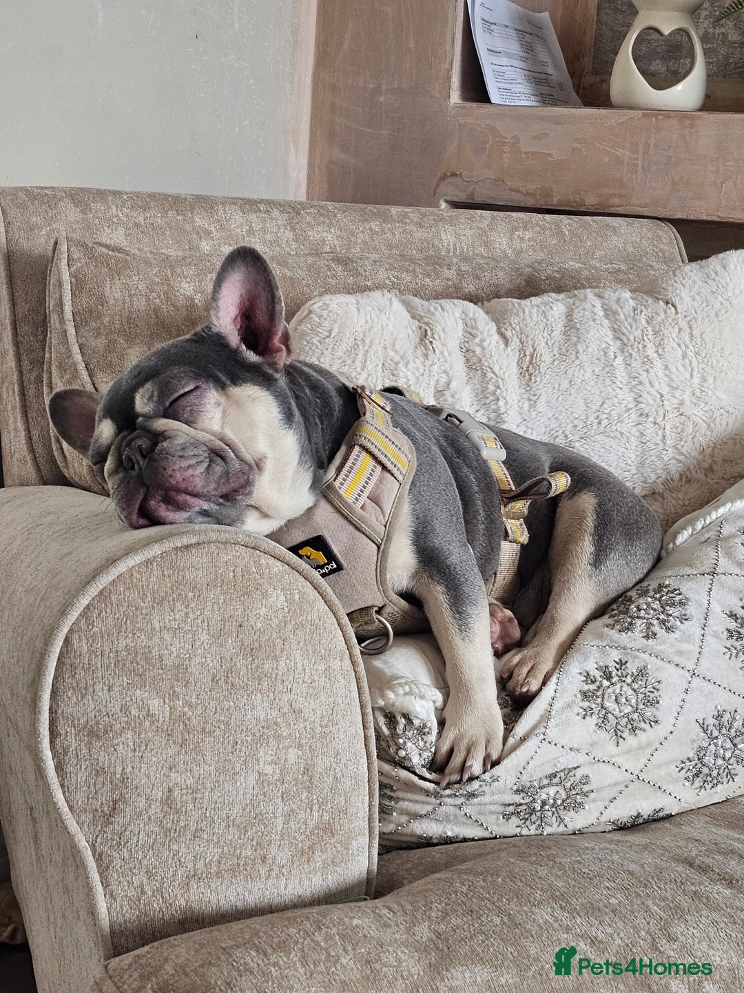 French Bulldog dogs for sale: French Bulldog Bitch KC Registered - 2 years old - Image 2