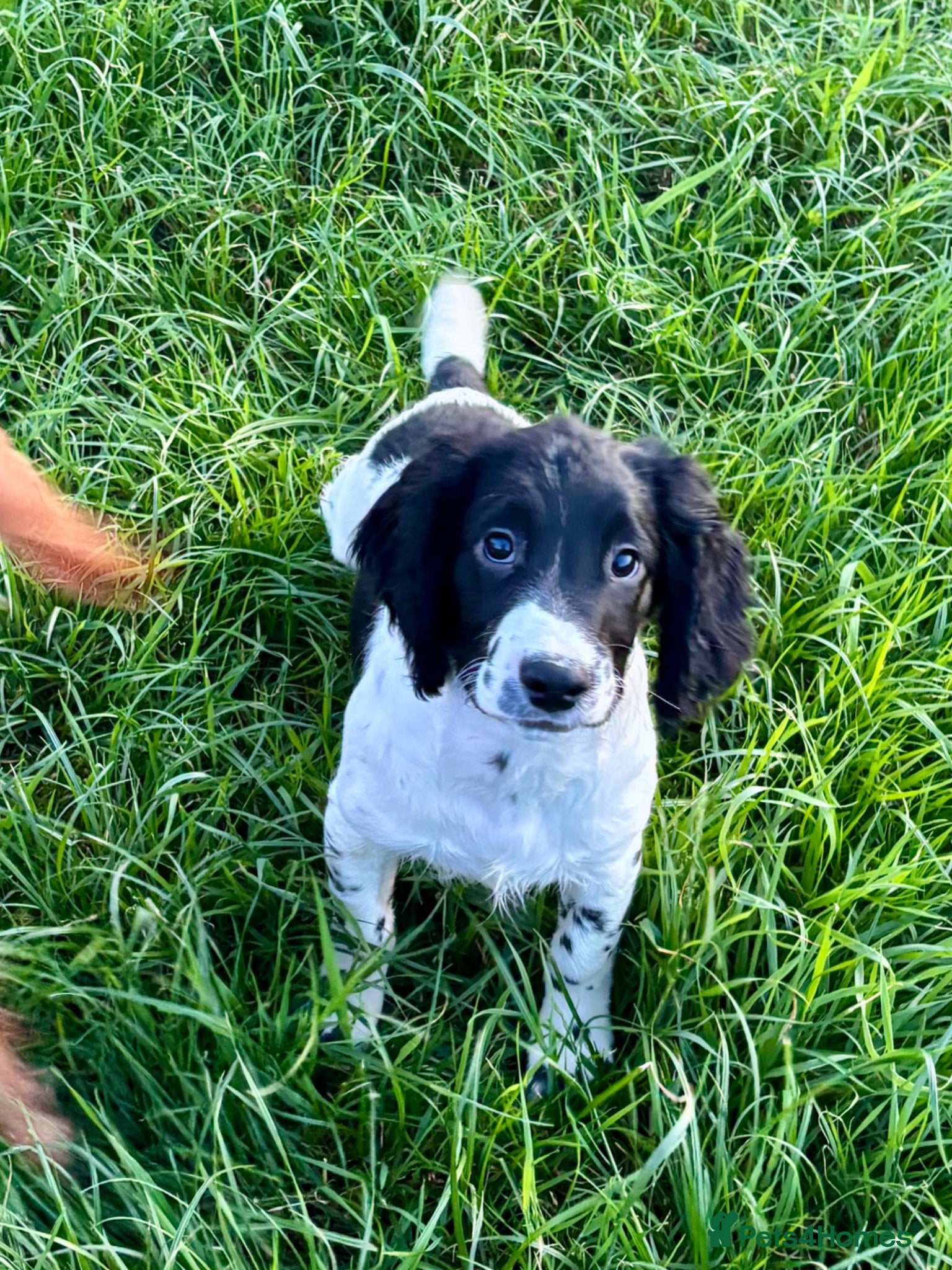 Sprocker dogs Stunning F1 Sprocker Puppies 5⭐️🏡 - Advert 1