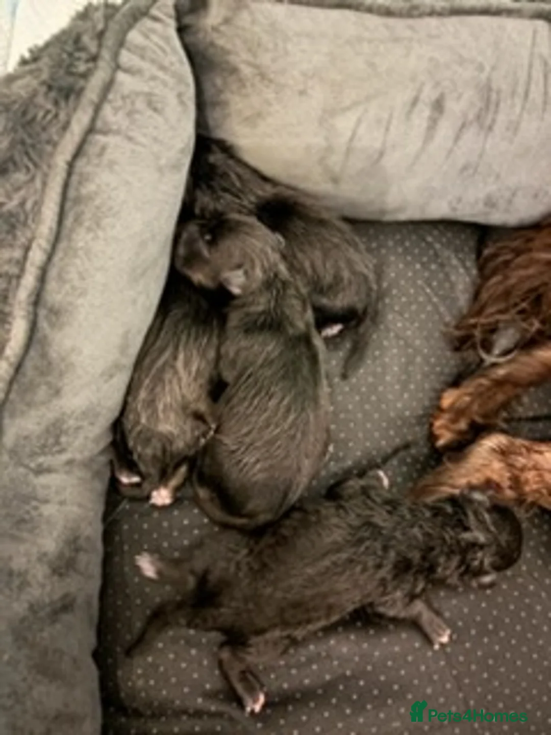 Patterdale Terrier dogs for sale: Patterdale terrier puppies  in Hartlepool - Advert 3