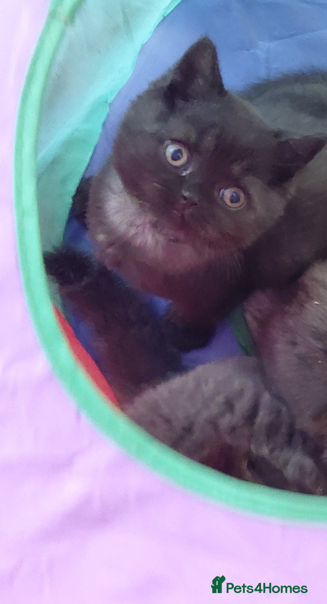 British Longhair cats for sale: 2 longhair 1 short chocolate boys  - Advert 4