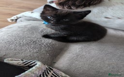 Mixed Breed cats for sale: 2 kittens  - Image 6