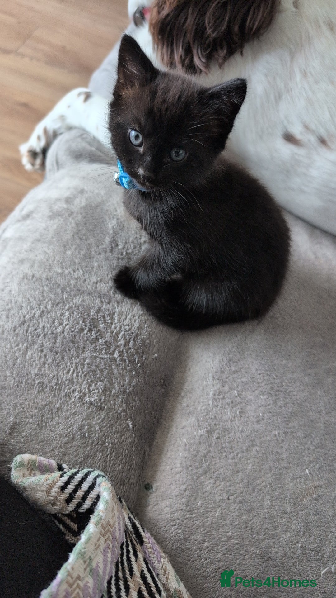Mixed Breed cats for sale: 2 kittens  - Image 6