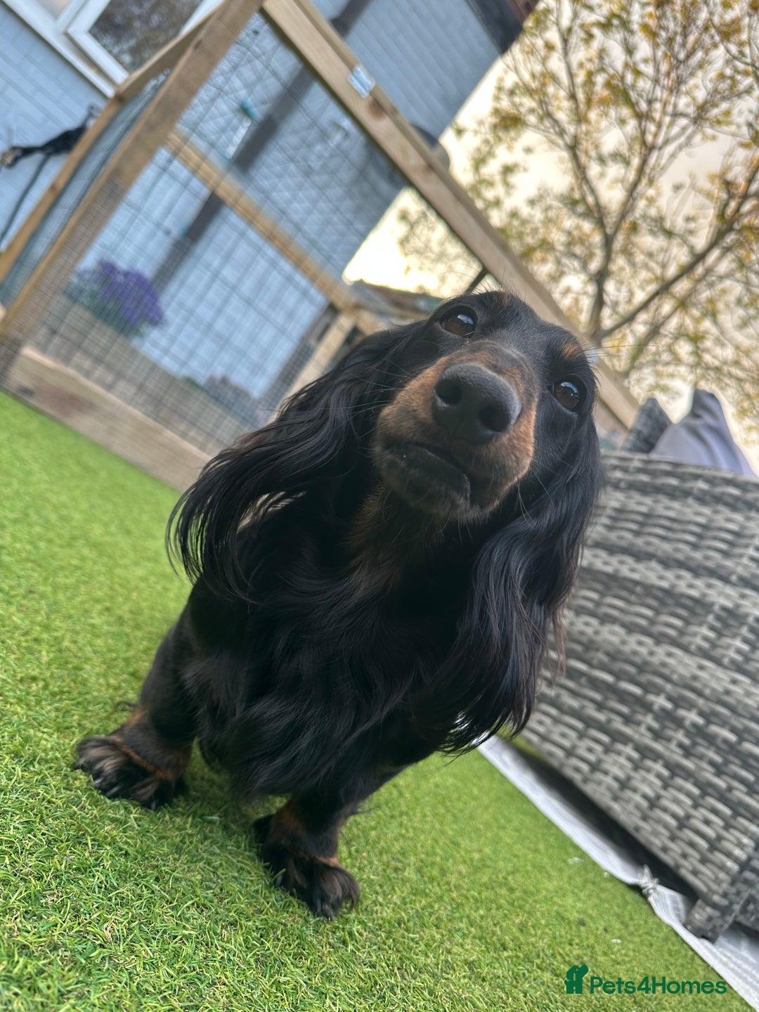 Miniature Dachshund dogs for stud: Black and Tan brindle - Miniature longhair STUD in Manchester - Advert 13