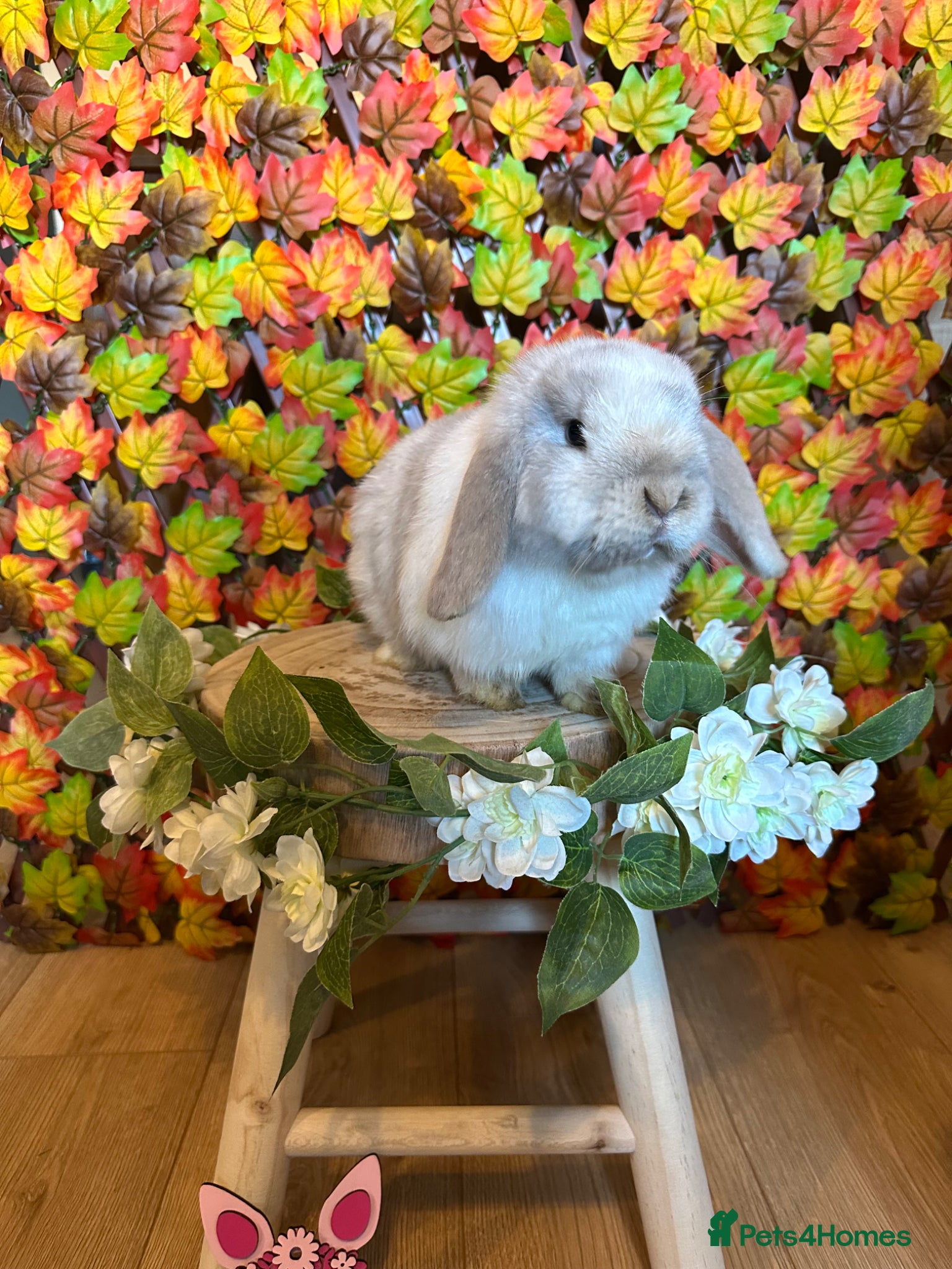 Mini Lop rabbits Minilop doe 🩶 - Advert 1