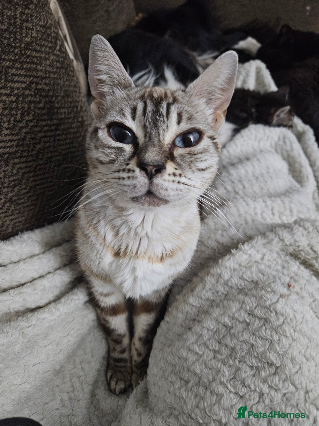 Bengal cats for sale: 9 week old bengal cross  - Advert 3